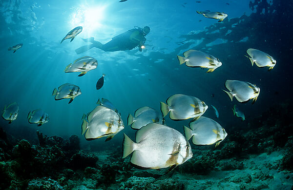 Fledermausfische und Taucher