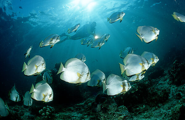 Fledermausfische und Taucher