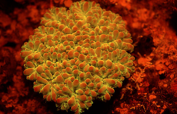 Fluoreszierende Steinkoralle, Korallenfluoreszenz