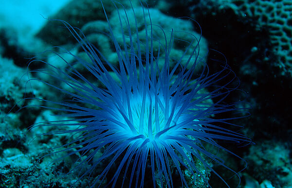 Fluoreszierende Zylinderrose, Korallenfluoreszenz