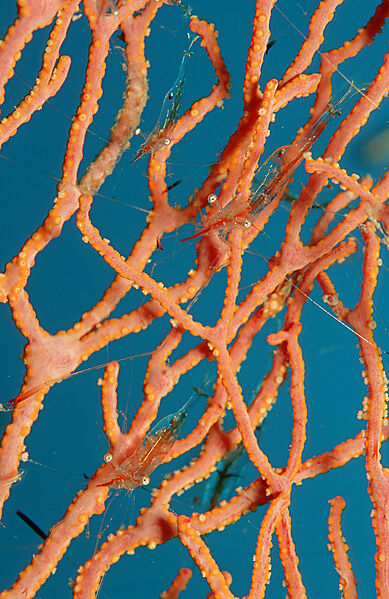 shrimp on gorgonian coral