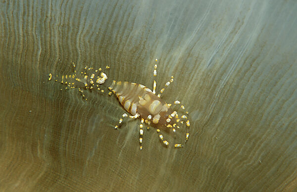 Two shrimps on an anemone