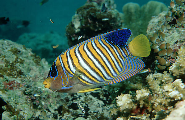 Pfauenaugen-Kaiserfisch
