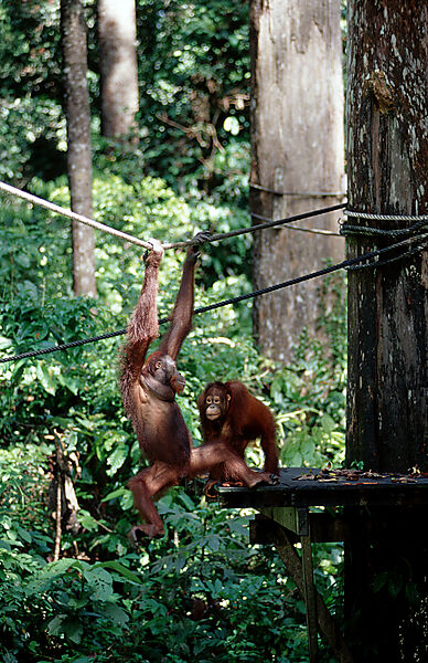 Orang-Utan