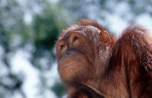 Orang-Utan