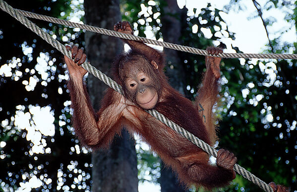 Orang-Utan