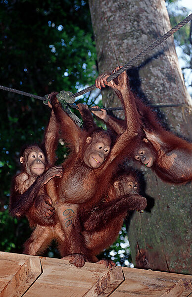 Orang-Utan