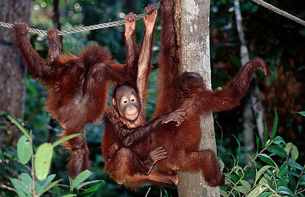 Orang-Utan