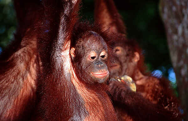 Orang-Utan