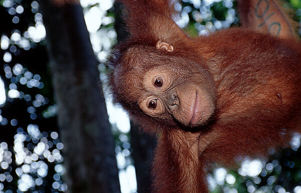 Orang-Utan