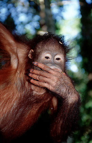 Orang-Utan