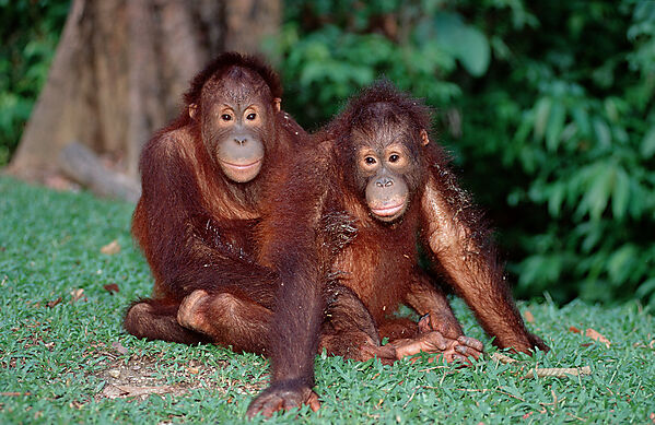 Orang-Utan