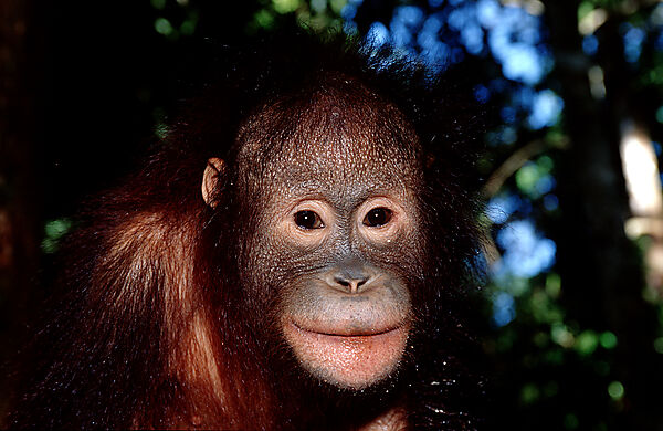 Orang-Utan