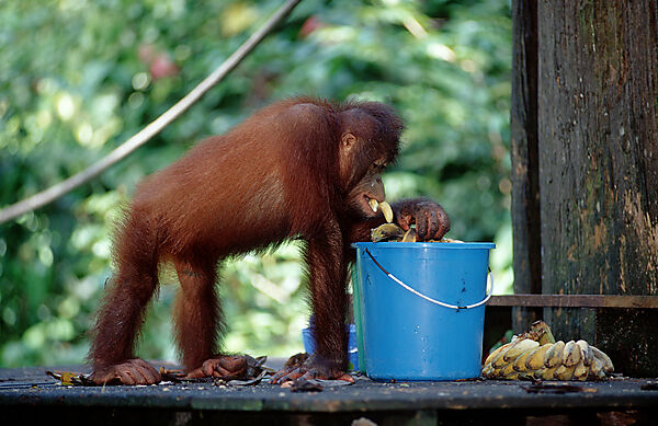 Orang-Utan werden gefuettert