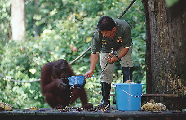Orang-Utan werden gefuettert