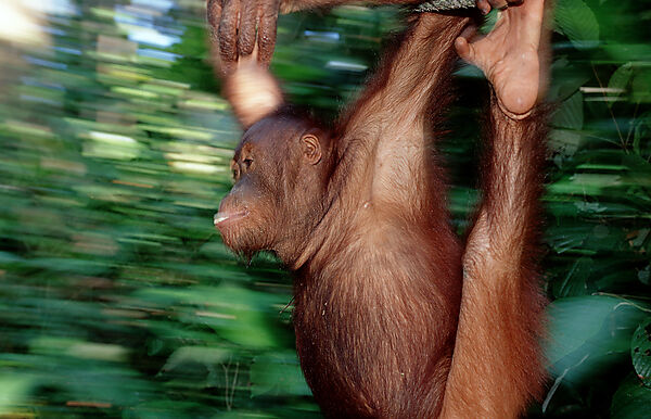 Orang-Utan