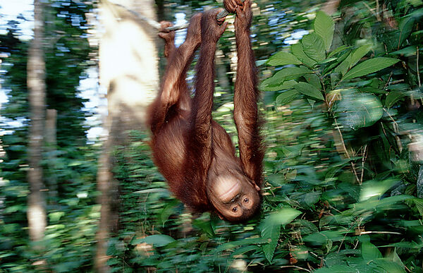 Orang-Utan