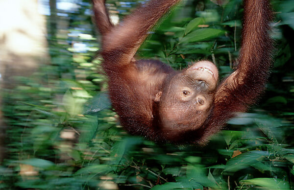 Orang-Utan
