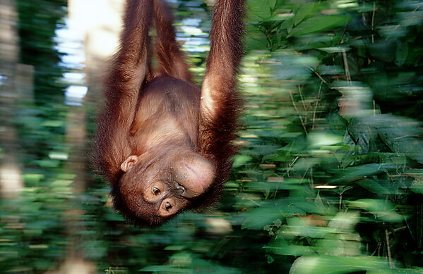 Orang-Utan