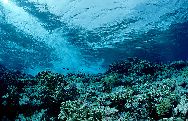 Coral reef, Hard coral reef, reef top