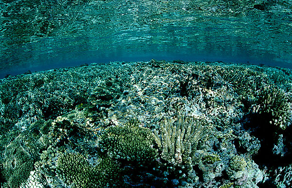 Coral reef, Hard coral reef, reef top