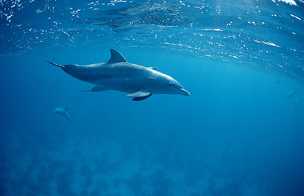 bottlenose dolphin