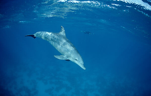 bottlenose dolphin