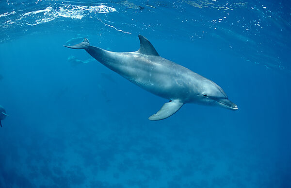 bottlenose dolphin