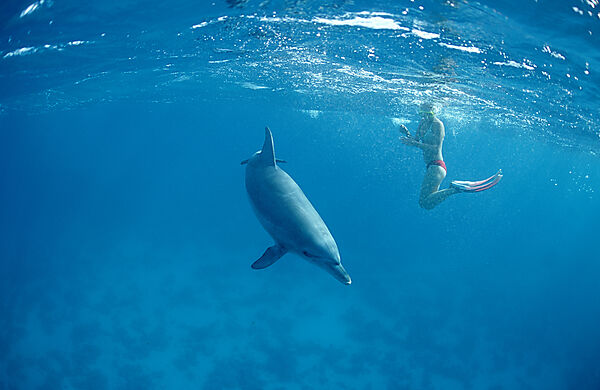bottlenose dolphin