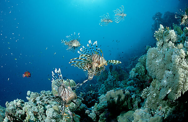 lionfish, turkeyfish