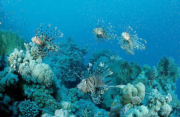 lionfish, turkeyfish