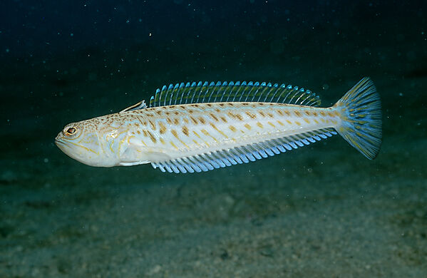 Greater weever, Weaver fish