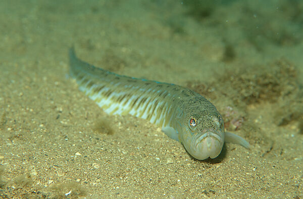 Greater weever, Weaver fish
