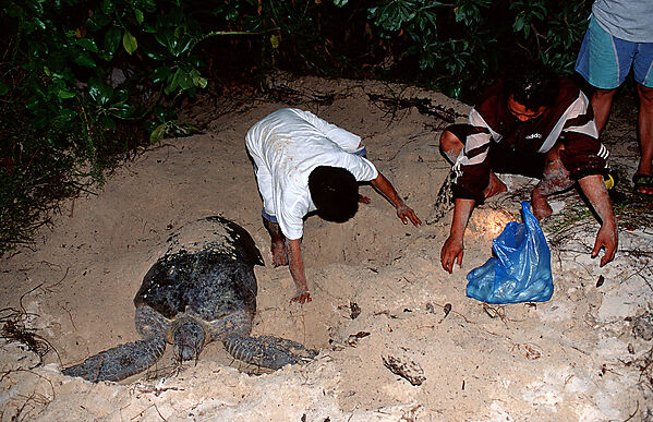 Ranger entnehmen frisch gelegte Eier aus dem Schildkroetengelege