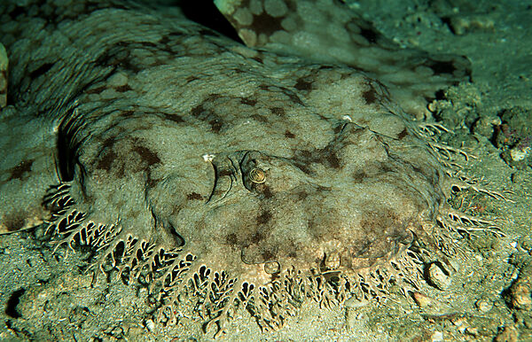 Wobbegong, Fransen-Wobbegong