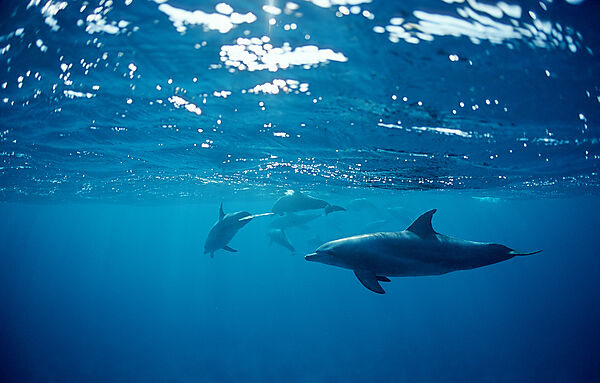 bottlenose dolphin