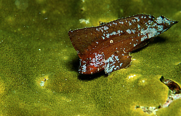 Stirnflosser, Schaukelfisch, Schaukel-Stirnflosser