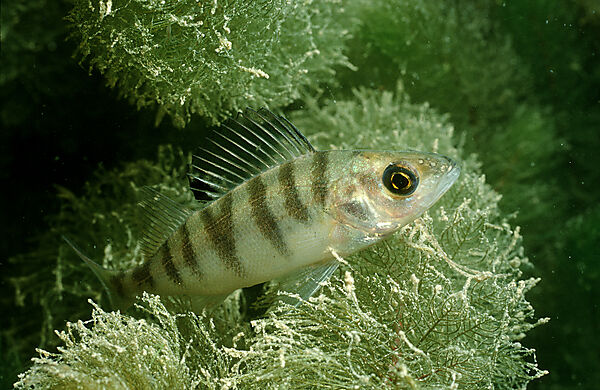 perch