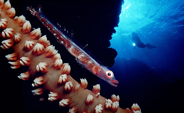 Whip coral goby