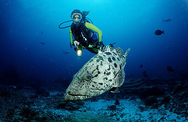 Potato grouper and scuba diver