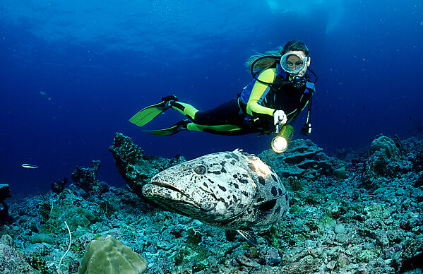 Potato grouper and scuba diver