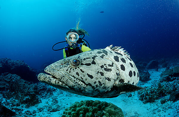 Potato grouper and scuba diver
