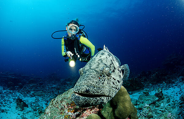 Potato grouper and scuba diver