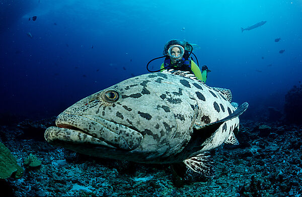 Potato grouper and scuba diver