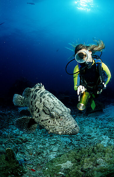 Potato grouper and scuba diver