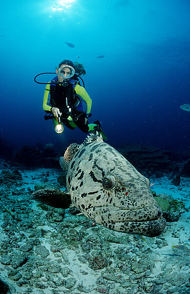 Potato grouper and scuba diver