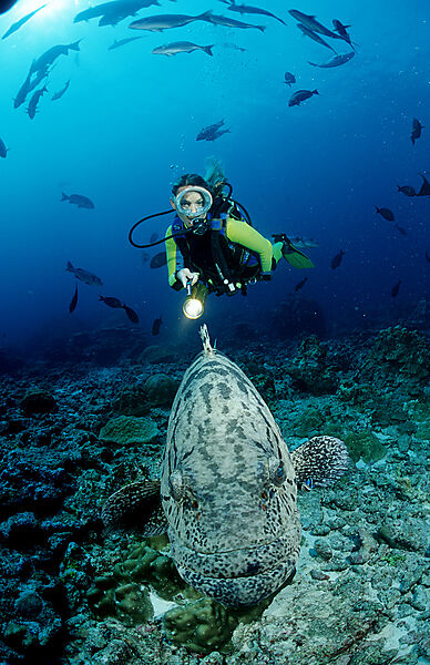 Potato grouper and scuba diver