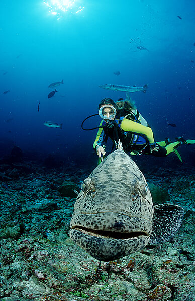 Potato grouper and scuba diver