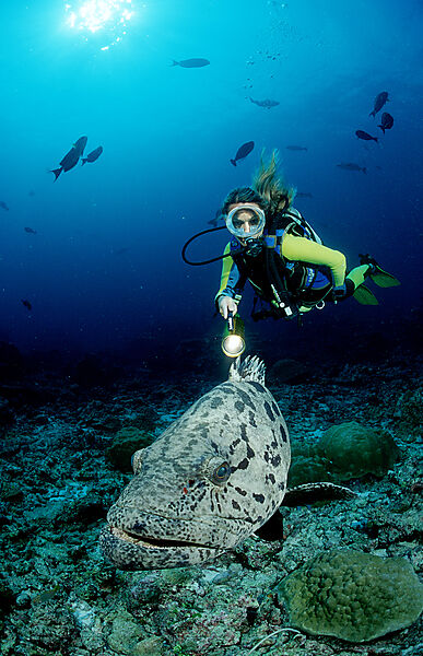 Potato grouper and scuba diver