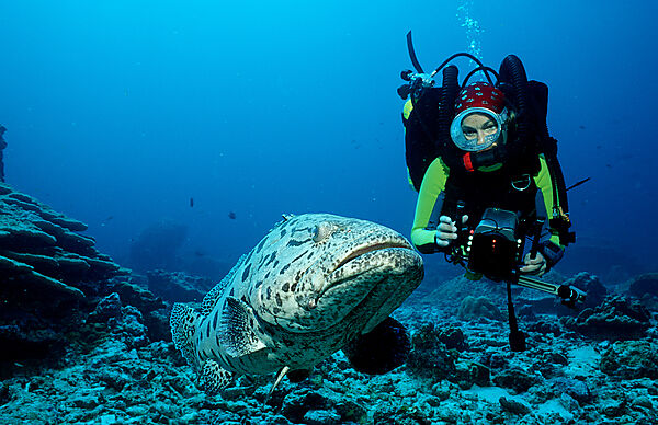 Potato grouper and scuba diver